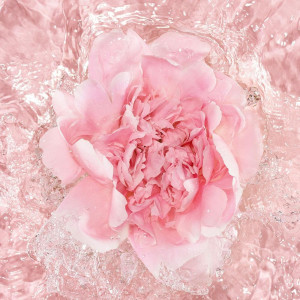 La Petit Robe Noire L'Eau Rose Edp Vapo 100 Ml