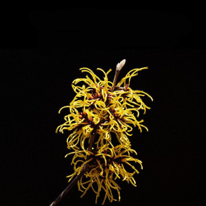 Sebastian Texturizer Liquid Gel 150Ml