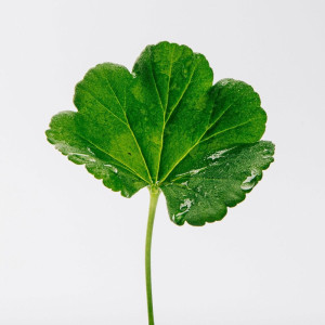 Loewe Pour Homme Eau De Toilette Vaporizador 150 Ml