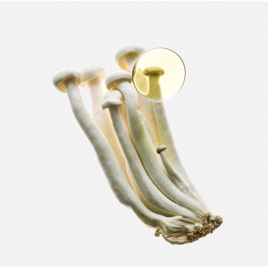 Earth Elixir Edp Vapo 100 Ml