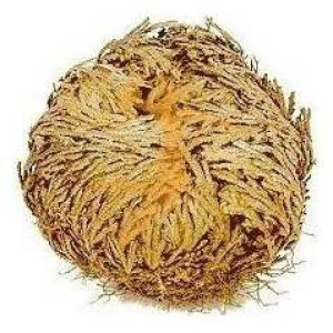 Rosa De Jerico Unidad