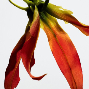 Paula'S Ibiza Eclectic Eau De Toilette Vaporizador 100 Ml