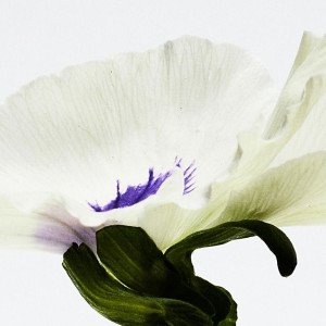 Aire Anthesis Edp Vapo 100 Ml