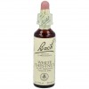 Flores Bach White Chestnut Castaño Indias 20Ml.