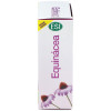 Echinaid Alta Potencia 60Cps
