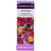 Flower Of Life Estudiantes 15Ml.