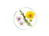 Skin Food Phyto Infusion Sérum, 30 ml. - Weleda