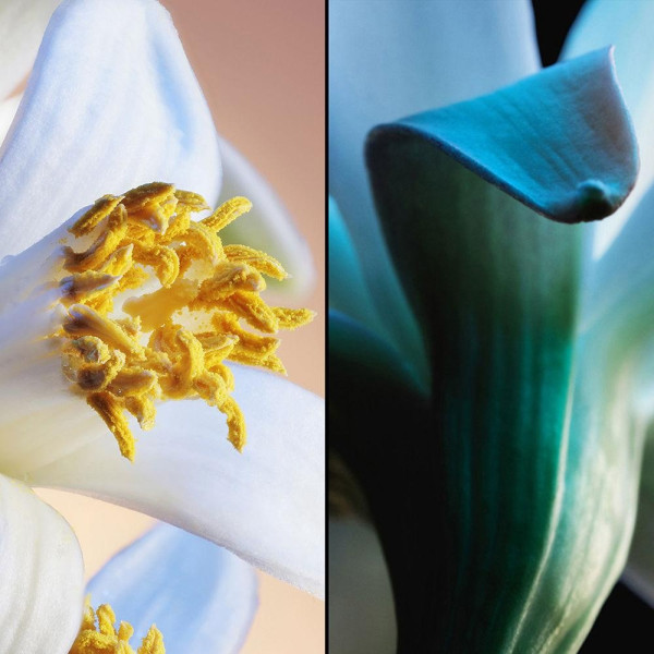 Jardins De Bagatelle Edt Vapo 75 Ml