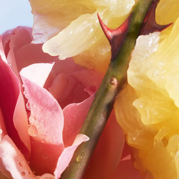 La Petite Robe Noire Edt Vapo 20 Ml