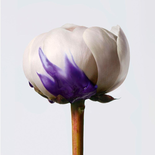 Shu Uemura Yubi Blonde Violet Perfector Balm 200Ml