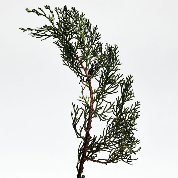 Loewe 001 Man Eau De Parfum Vaporizador 100 Ml