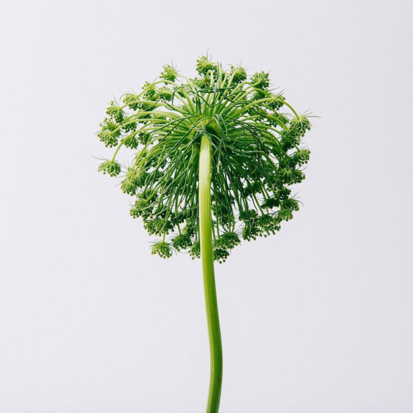 Aire Eau De Toilette Vaporizador 50 Ml