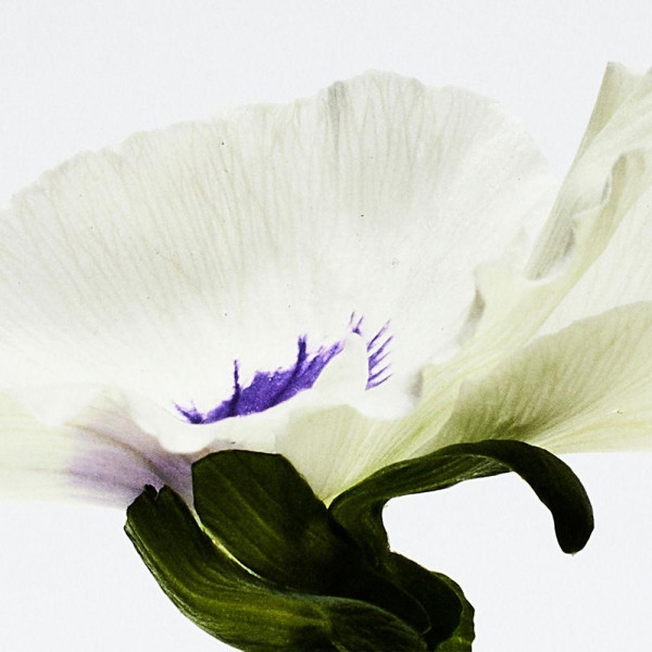 Aire Anthesis Edp Vapo 50 Ml