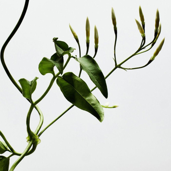 Loewe 001 Woman Eau De Parfum Vaporizador 50 Ml